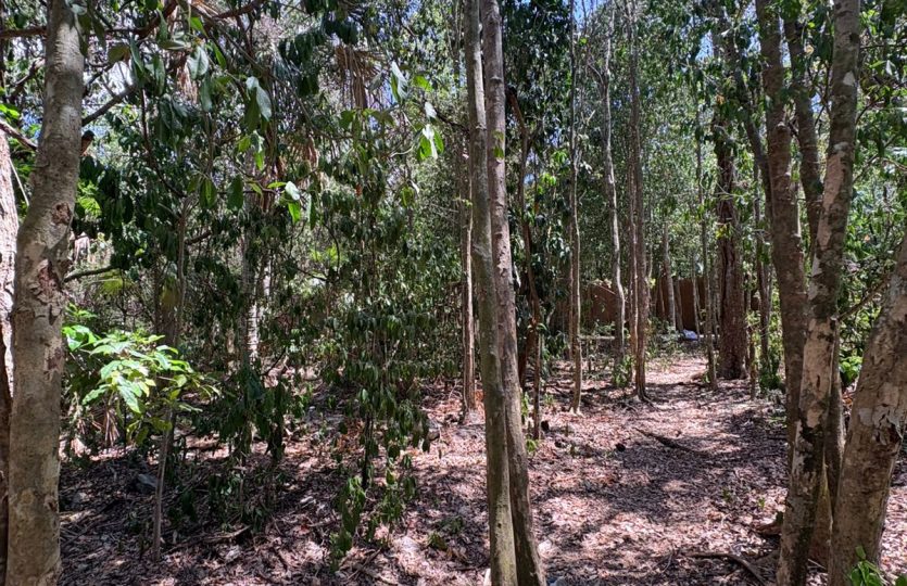 Residential Lot for Sale in Selvamar Playa del Carmen | Gated Community Near Beach